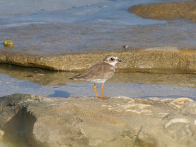 Semipalmated Plover