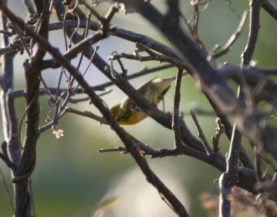 Prairie Warbler