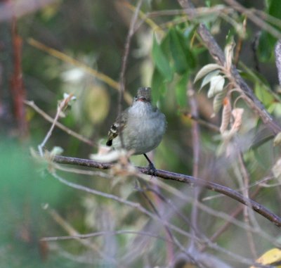 Caribbean Elaenia
