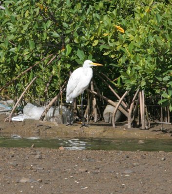 Great Egret