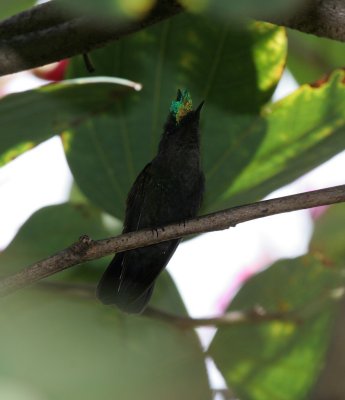 Antillean Crested Hummingbird