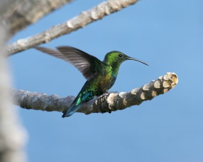 Green-throated Carib