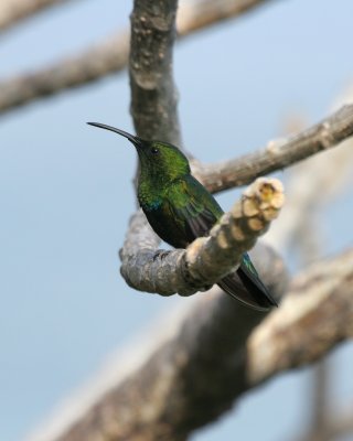 Green-throated Carib