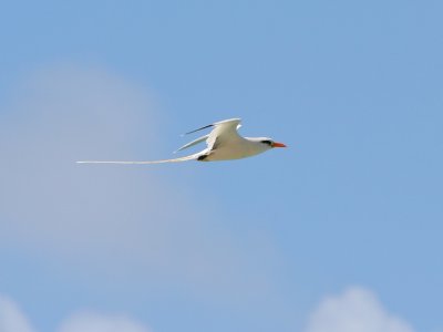 White-tailed Tropicbird