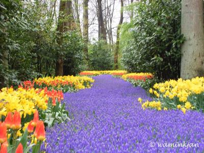 tulip7.JPG