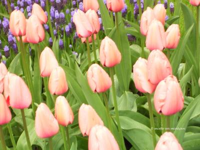 tulip14.jpg