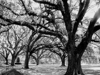 Plantation