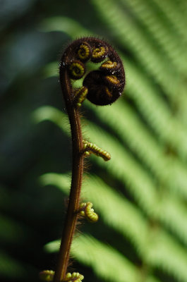 Fern.jpg
