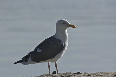  Gulls