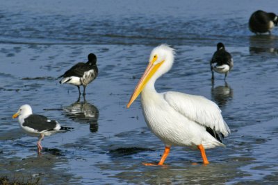 Pelicans