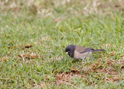 Dark-eyed Junco