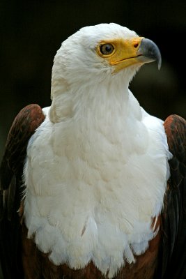 la volerie des aigles