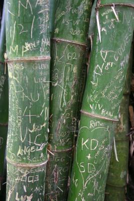 In the bamboos
