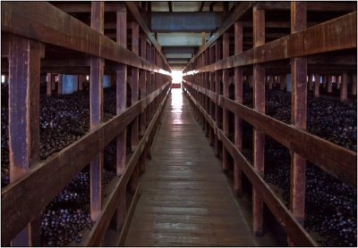 Rows and  Rows of Nutmeg