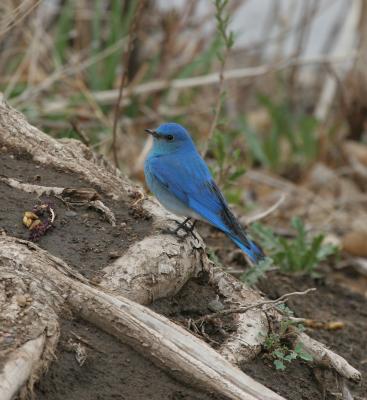Mountain Bluebird