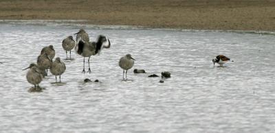Ruddy Turnstone with Willets