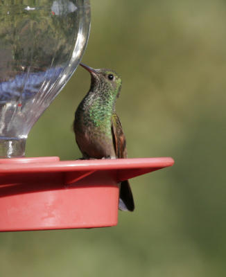 Berylline Hummingbird #5