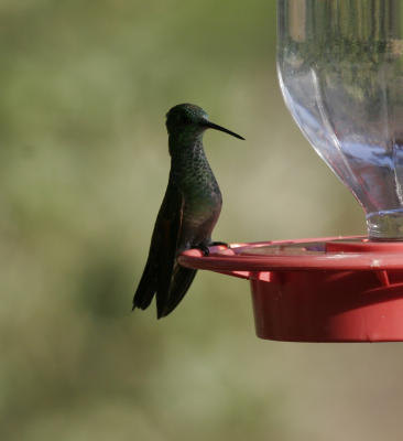 Berylline Hummingbird #1