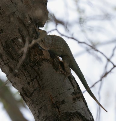 Clark's Spiny Lizard