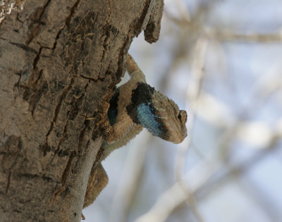 Clark's Spiny Lizard