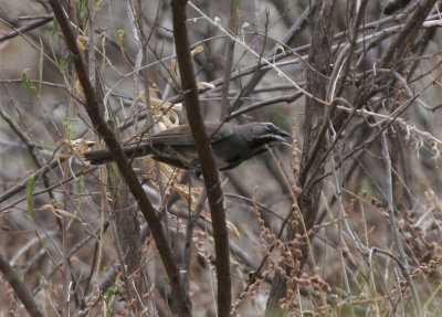 Five-striped Sparrow