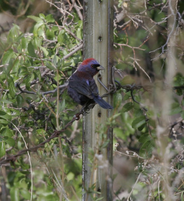 Varied Bunting