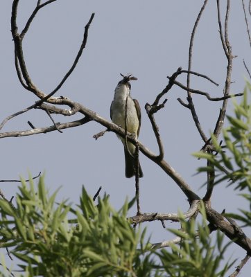 Thick-billed Kingbird