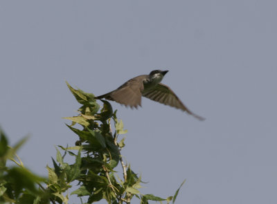 Thick-billed Kingbird