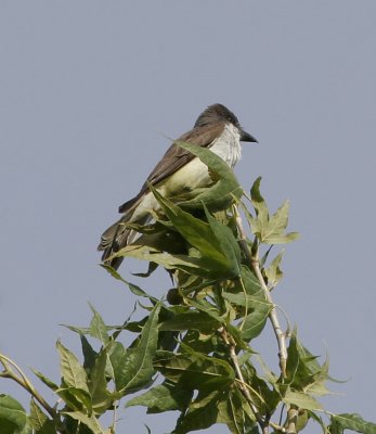 Thick-billed Kingbird