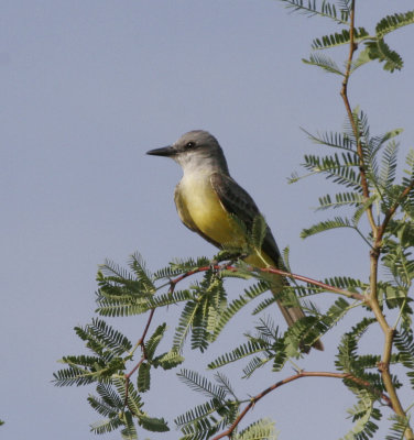 Tropical Kingbird