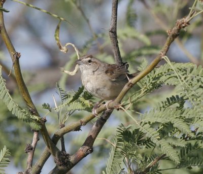 Botteri's Sparrow