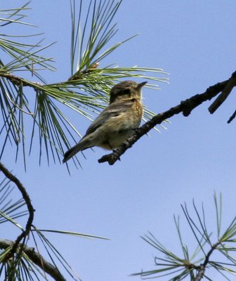 Buff-breasted Flycatcher