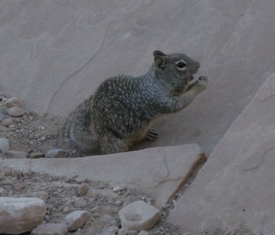 Rock Squirrel