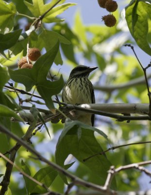 Sulphur-bellied Flycatcher