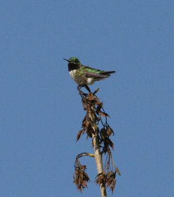 Broad-tailed Hummingbird