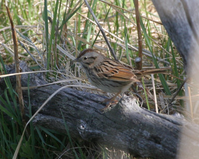 Lincoln's Sparrow