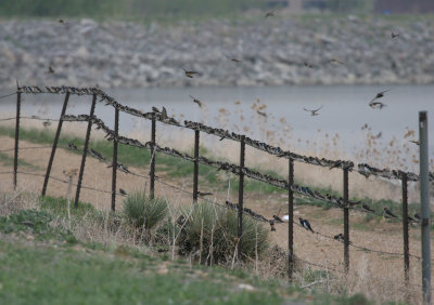 Swallows
