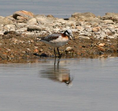 Wilson's Phalarope