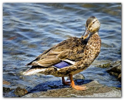 Duck V
