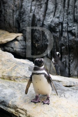 Pinguim-de-Magalhes
