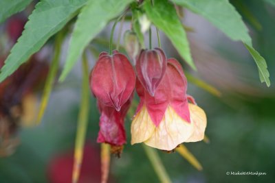 Abutilon megapotamicum