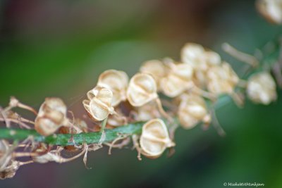 Seed pods II