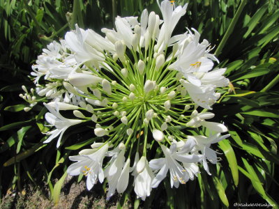 White agapanthus