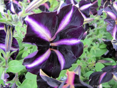 Petunia