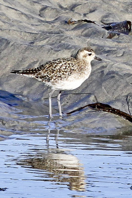 Pacific Golden-Plover