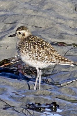 Pacific Golden-Plover