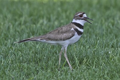 Kildeer