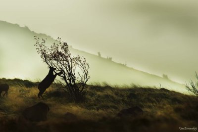 Spring.Early morning in the Land of Chamois II