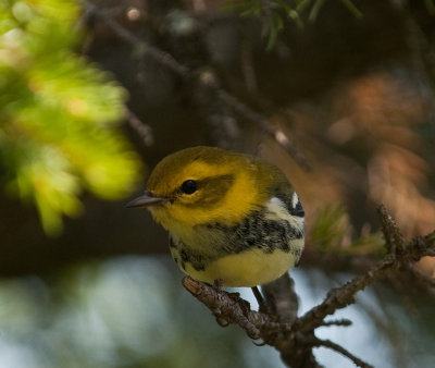 Black-throated Green Warbler (Female)