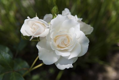 DSF_3363.jpg